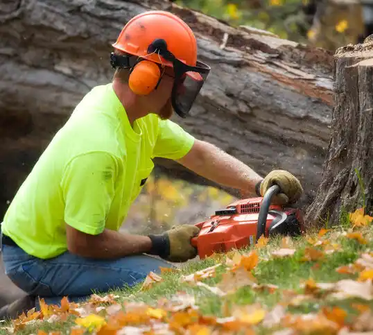 tree services Arlee